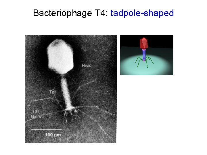Bacteriophage T 4: tadpole-shaped 