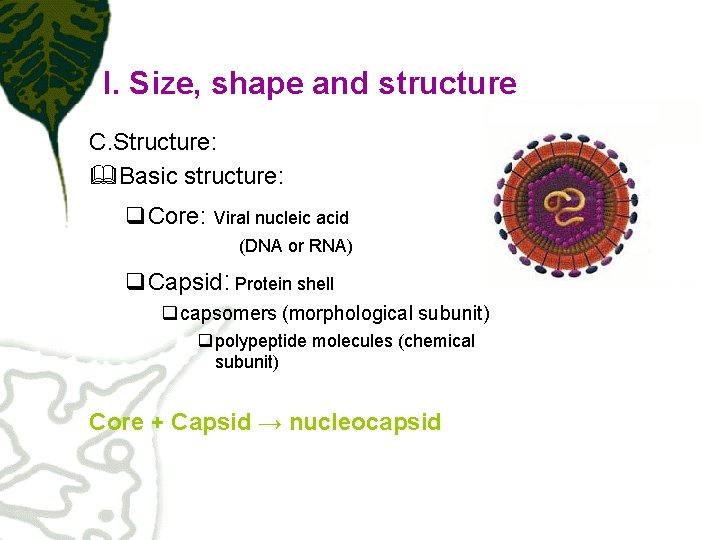 I. Size, shape and structure C. Structure: &Basic structure: q. Core: Viral nucleic acid