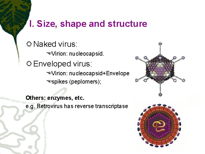 I. Size, shape and structure R Naked virus: EVirion: nucleocapsid. R Enveloped virus: EVirion: