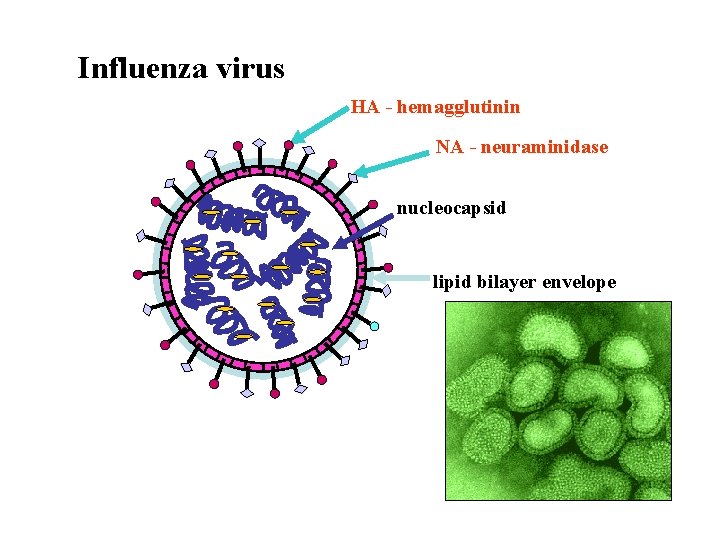 Influenza virus HA - hemagglutinin NA - neuraminidase nucleocapsid lipid bilayer envelope 