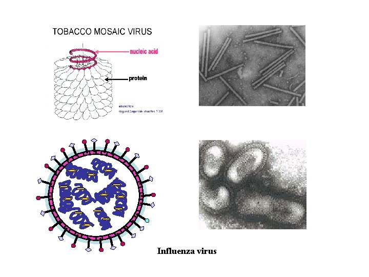 Influenza virus 
