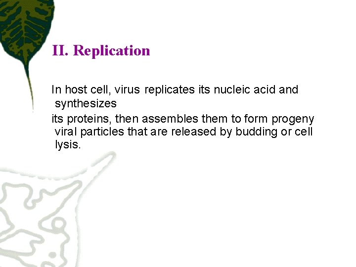 II. Replication In host cell, virus replicates its nucleic acid and synthesizes its proteins,