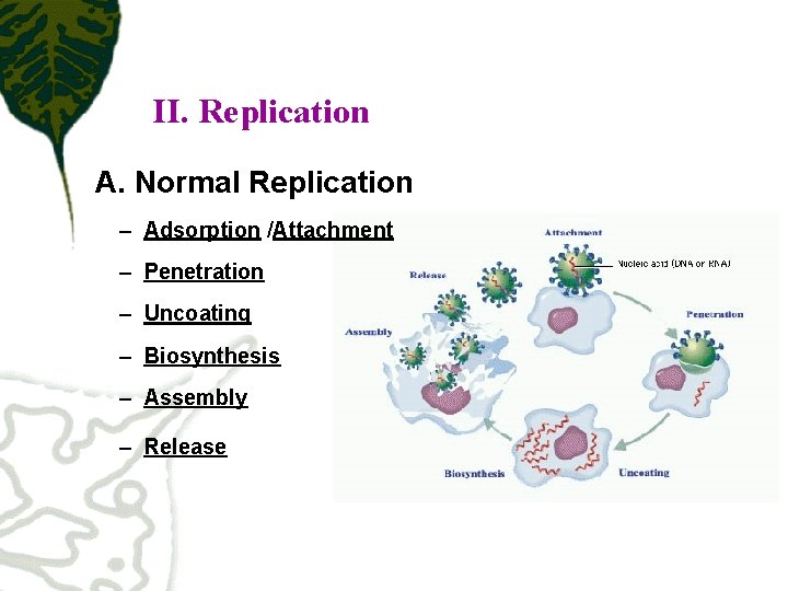II. Replication A. Normal Replication – Adsorption /Attachment – Penetration – Uncoating – Biosynthesis