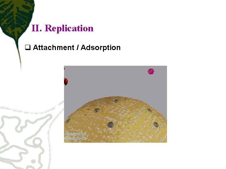 II. Replication q Attachment / Adsorption 