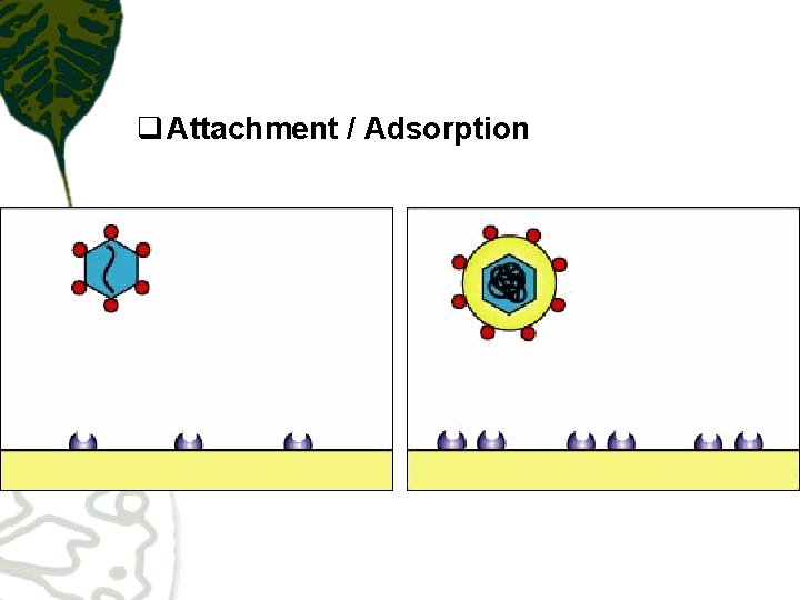 q Attachment / Adsorption 