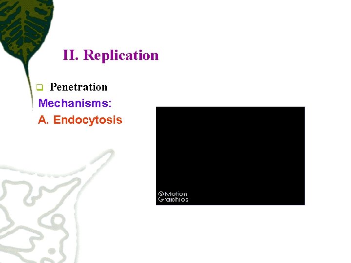 II. Replication Penetration Mechanisms: A. Endocytosis q 