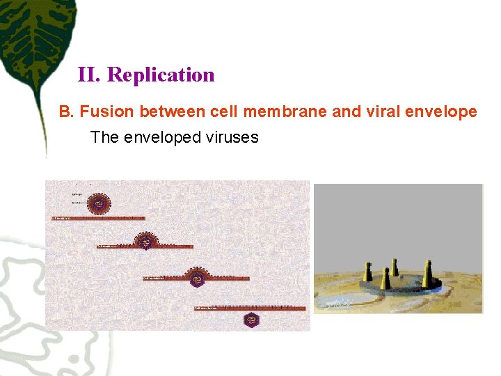 II. Replication B. Fusion between cell membrane and viral envelope The enveloped viruses 