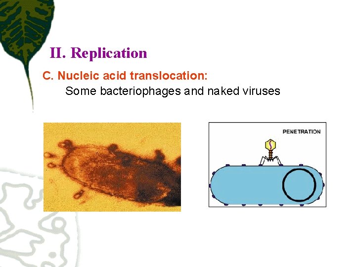 II. Replication C. Nucleic acid translocation: Some bacteriophages and naked viruses 