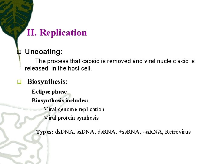 II. Replication q Uncoating: The process that capsid is removed and viral nucleic acid