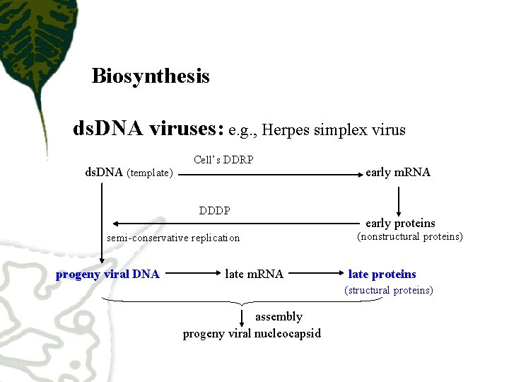 Biosynthesis ds. DNA viruses: e. g. , Herpes simplex virus ds. DNA (template) Cell’s