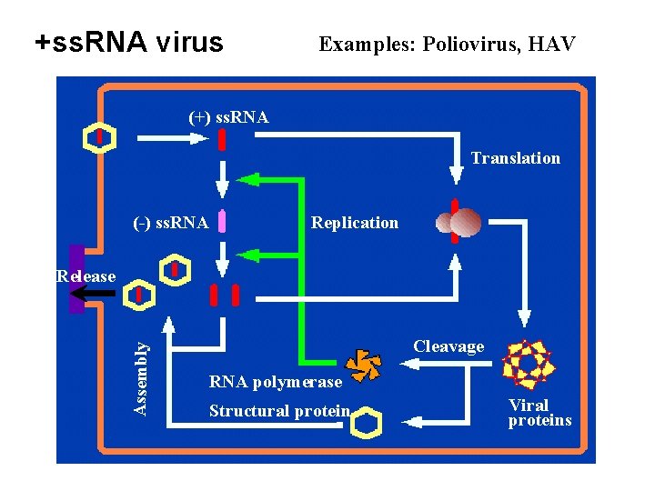 +ss. RNA virus Examples: Poliovirus, HAV (+) ss. RNA Translation (-) ss. RNA Replication