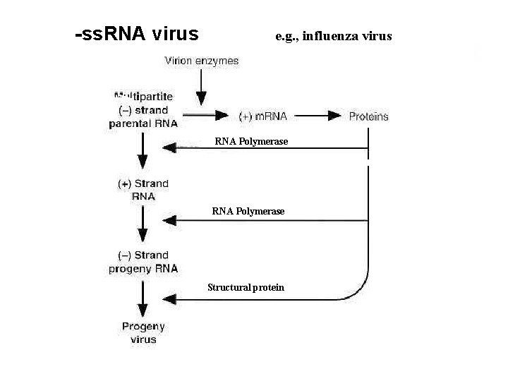 -ss. RNA virus e. g. , influenza virus RNA Polymerase Transcription RNA Polymerase Structural