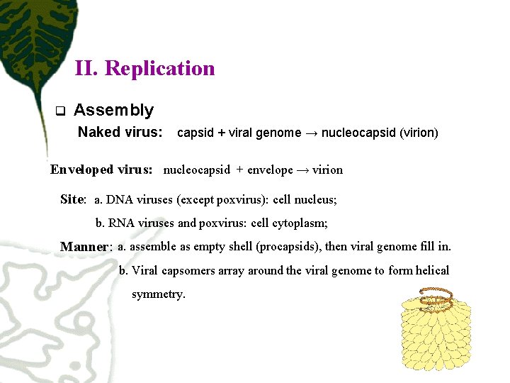 II. Replication q Assembly Naked virus: capsid + viral genome → nucleocapsid (virion) Enveloped