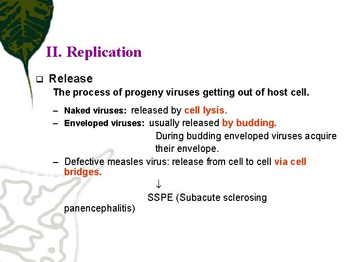 II. Replication q Release The process of progeny viruses getting out of host cell.