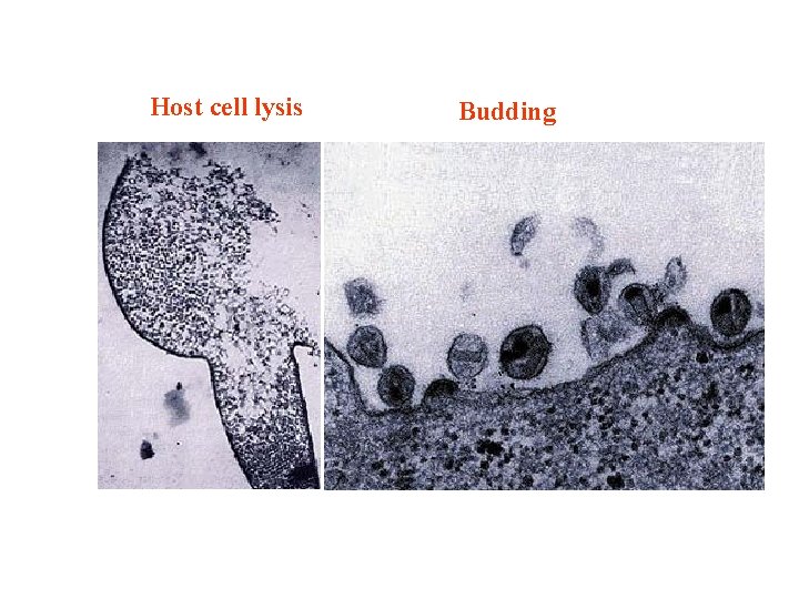 Host cell lysis Budding 