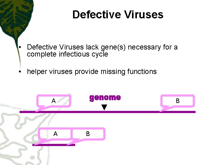 Defective Viruses • Defective Viruses lack gene(s) necessary for a complete infectious cycle •