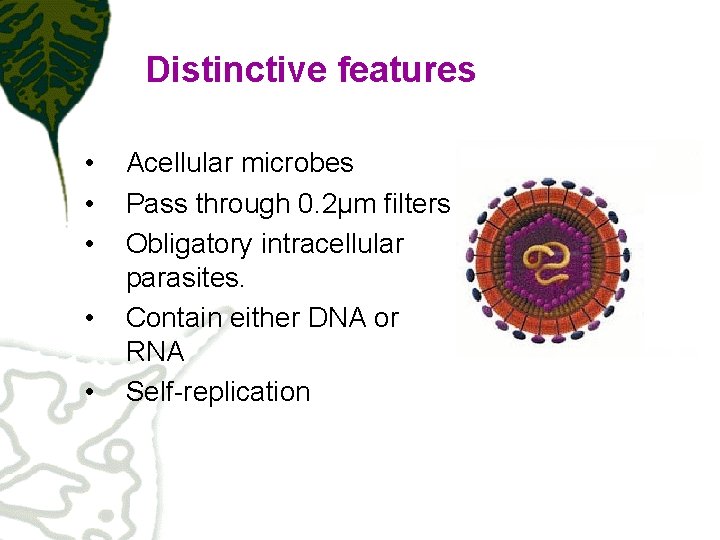 Distinctive features • • • Acellular microbes Pass through 0. 2μm filters Obligatory intracellular