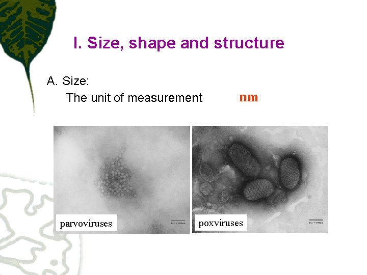 I. Size, shape and structure A. Size: The unit of measurement parvoviruses nm poxviruses