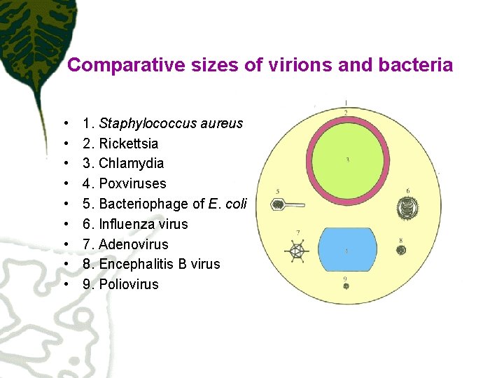 Comparative sizes of virions and bacteria • • • 1. Staphylococcus aureus 2. Rickettsia