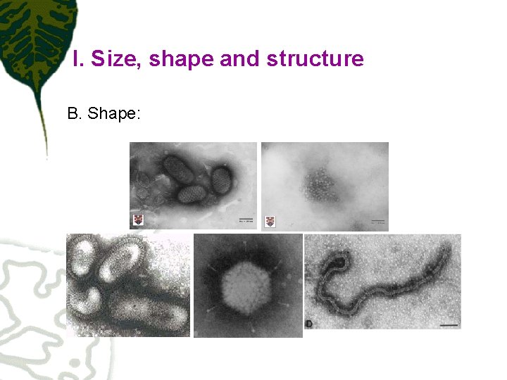 I. Size, shape and structure B. Shape: 