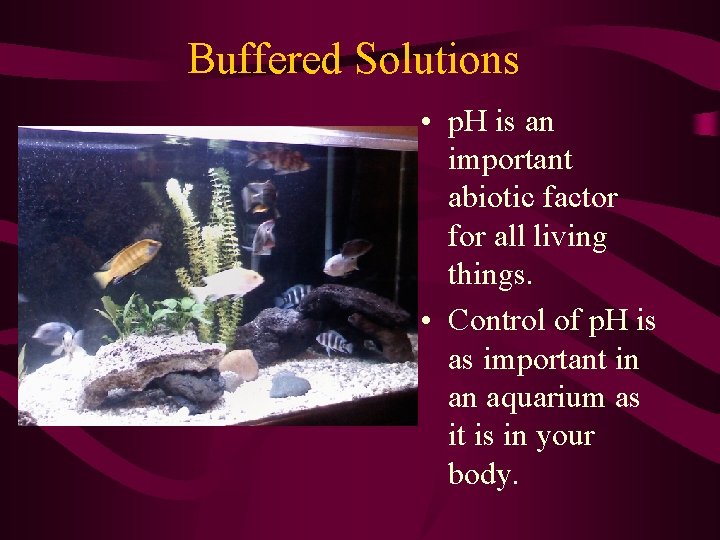 Buffered Solutions • p. H is an important abiotic factor for all living things.