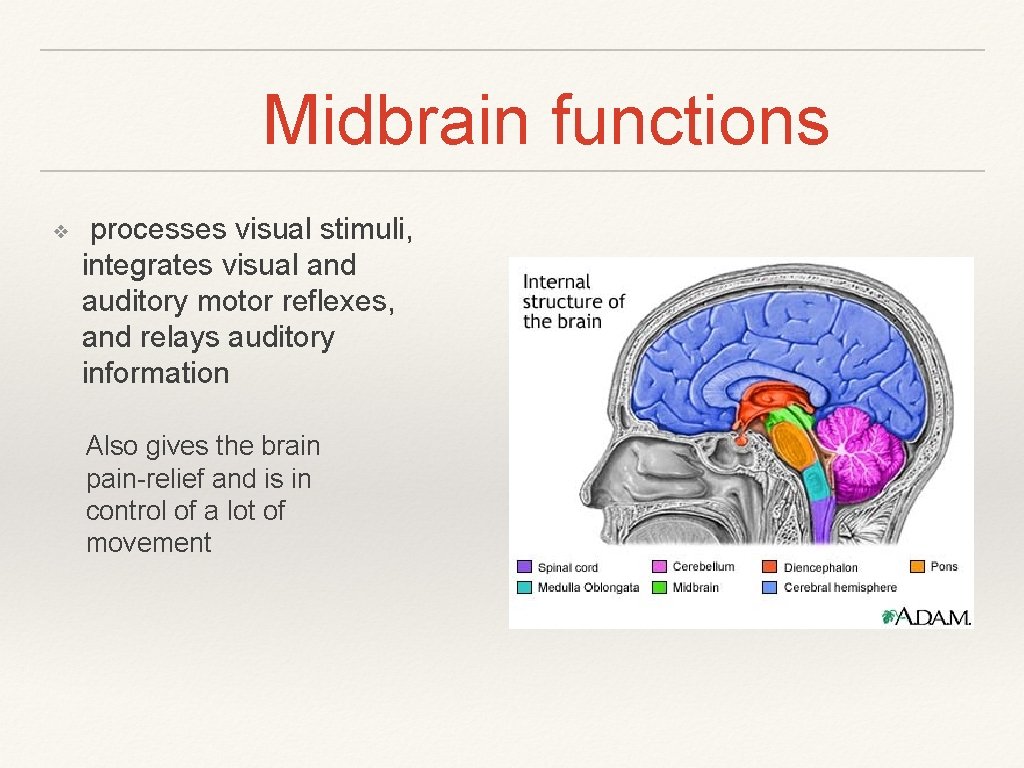 Midbrain functions ❖ processes visual stimuli, integrates visual and auditory motor reflexes, and relays Midbrain functions ❖ processes visual stimuli, integrates visual and auditory motor reflexes, and relays