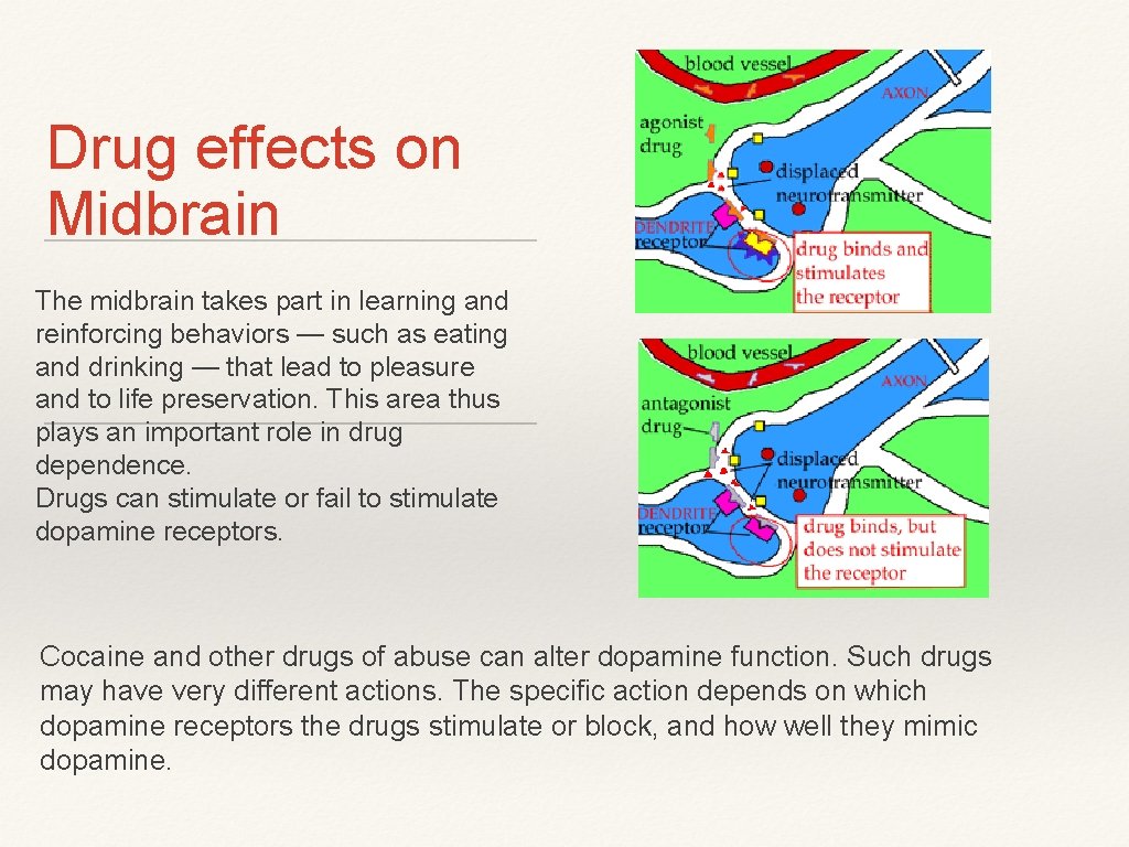 Drug effects on Midbrain The midbrain takes part in learning and reinforcing behaviors — Drug effects on Midbrain The midbrain takes part in learning and reinforcing behaviors —