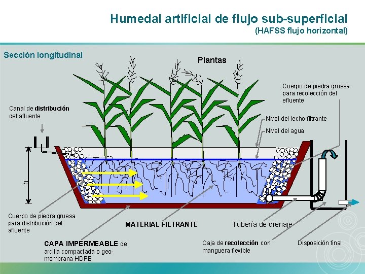 Humedal artificial de flujo sub-superficial (HAFSS flujo horizontal) Sección longitudinal Plantas Cuerpo de piedra