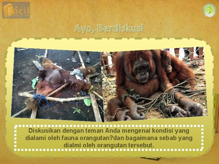 Ayo, Berdiskusi Diskusikan dengan teman Anda mengenai kondisi yang dialami oleh fauna orangutan? dan