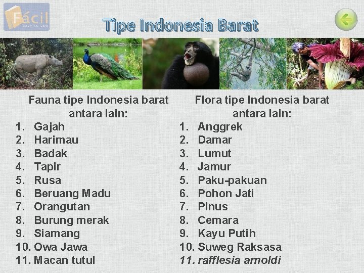 Tipe Indonesia Barat Fauna tipe Indonesia barat antara lain: 1. Gajah 2. Harimau 3.