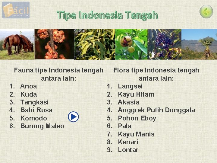 Tipe Indonesia Tengah Fauna tipe Indonesia tengah antara lain: 1. Anoa 2. Kuda 3.