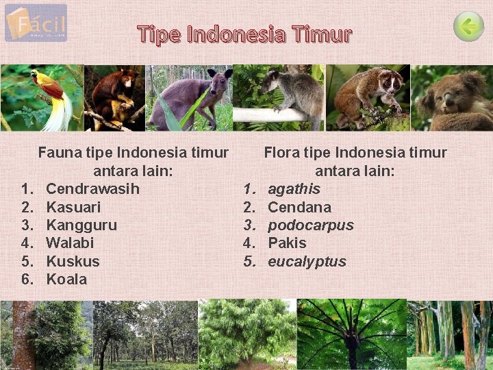 Tipe Indonesia Timur Fauna tipe Indonesia timur antara lain: 1. Cendrawasih 2. Kasuari 3.