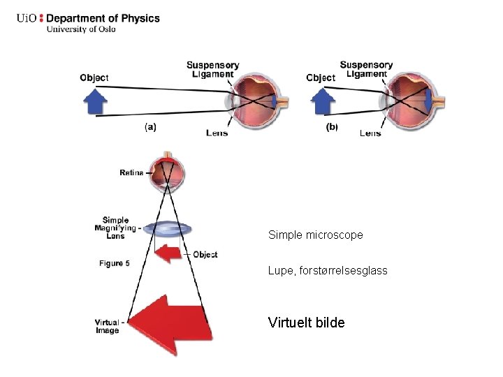 Simple microscope Lupe, forstørrelsesglass Virtuelt bilde 