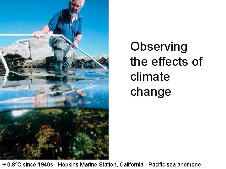 Observing the effects of climate change + 0. 8°C since 1940 s - Hopkins