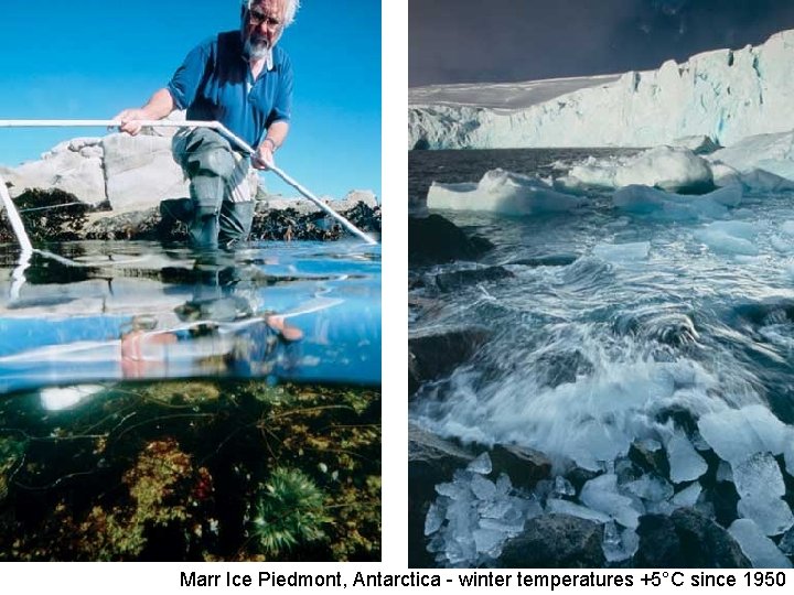 Marr Ice Piedmont, Antarctica - winter temperatures +5°C since 1950 