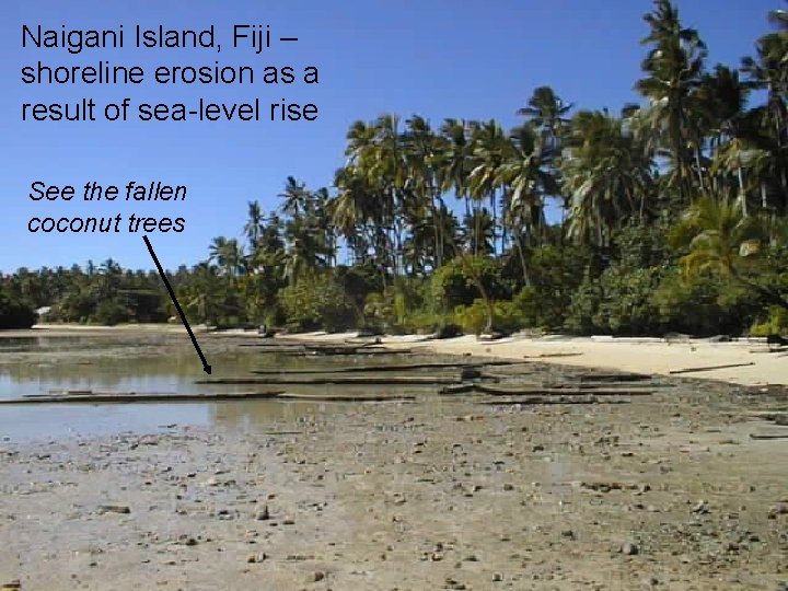 Naigani Island, Fiji – shoreline erosion as a result of sea-level rise See the