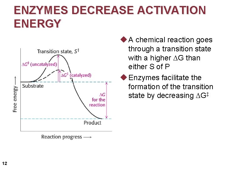 ENZYMES DECREASE ACTIVATION ENERGY u A chemical reaction goes through a transition state with