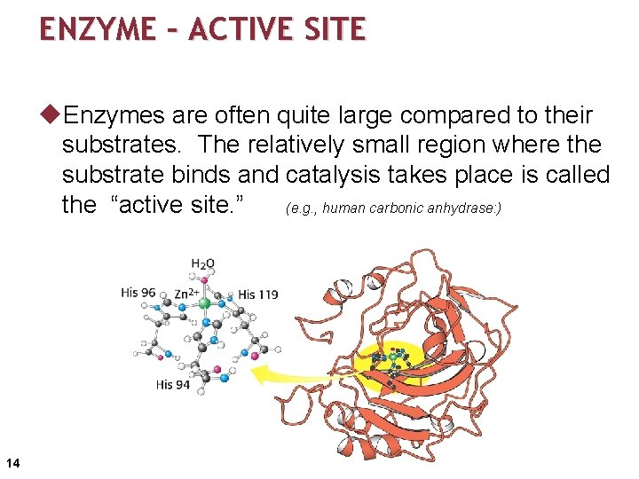 ENZYME – ACTIVE SITE u. Enzymes are often quite large compared to their substrates.