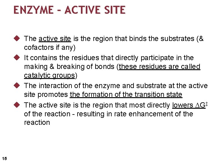 ENZYME – ACTIVE SITE u The active site is the region that binds the