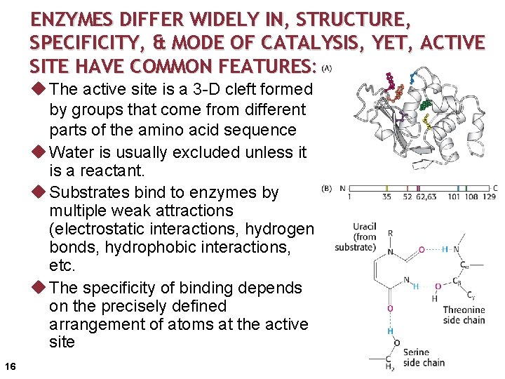 ENZYMES DIFFER WIDELY IN, STRUCTURE, SPECIFICITY, & MODE OF CATALYSIS, YET, ACTIVE SITE HAVE