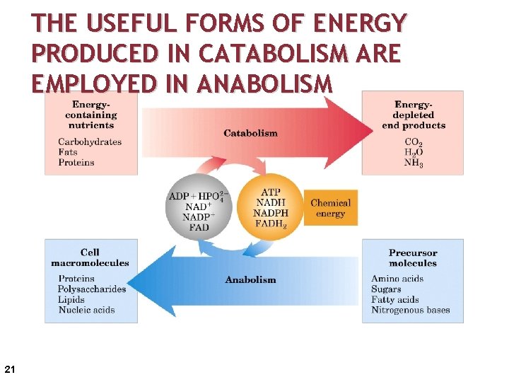 THE USEFUL FORMS OF ENERGY PRODUCED IN CATABOLISM ARE EMPLOYED IN ANABOLISM 21 