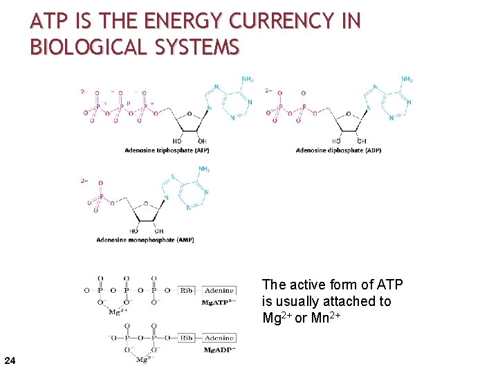 ATP IS THE ENERGY CURRENCY IN BIOLOGICAL SYSTEMS The active form of ATP is