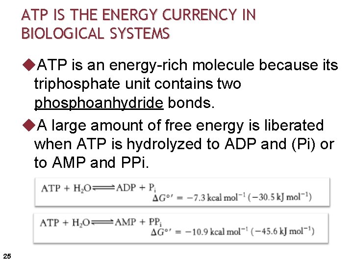 ATP IS THE ENERGY CURRENCY IN BIOLOGICAL SYSTEMS u. ATP is an energy-rich molecule