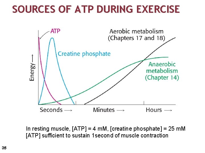 SOURCES OF ATP DURING EXERCISE In resting muscle, [ATP] = 4 m. M, [creatine