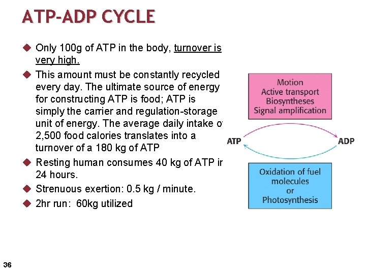 ATP-ADP CYCLE u Only 100 g of ATP in the body, turnover is very