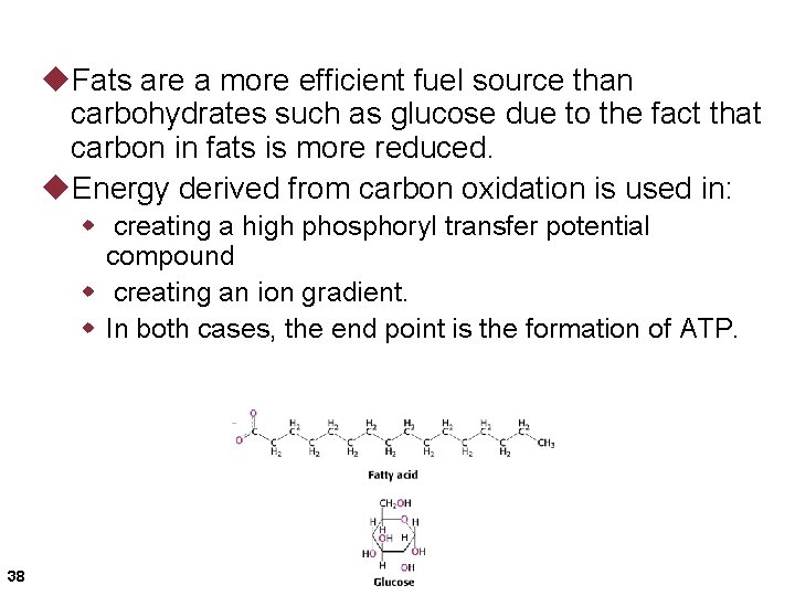 u. Fats are a more efficient fuel source than carbohydrates such as glucose due