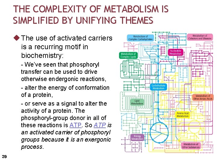 THE COMPLEXITY OF METABOLISM IS SIMPLIFIED BY UNIFYING THEMES u The use of activated