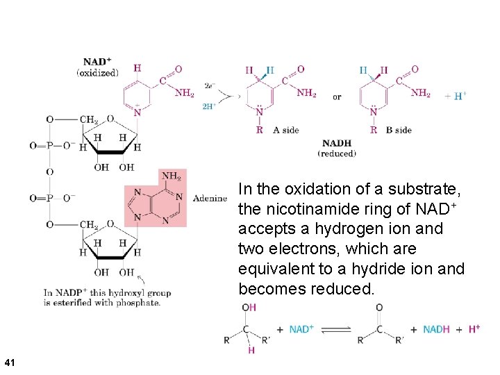 In the oxidation of a substrate, the nicotinamide ring of NAD+ accepts a hydrogen