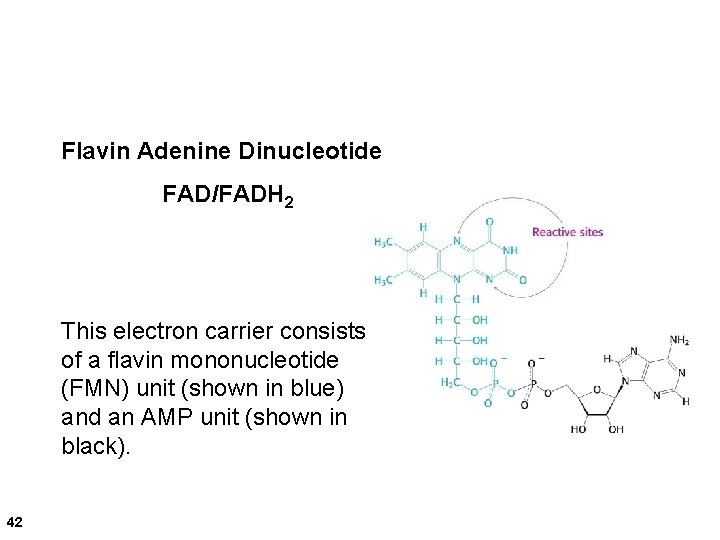 Flavin Adenine Dinucleotide FAD/FADH 2 This electron carrier consists of a flavin mononucleotide (FMN)