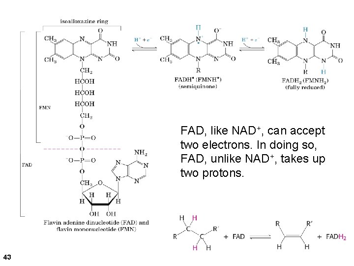 FAD, like NAD+, can accept two electrons. In doing so, FAD, unlike NAD+, takes